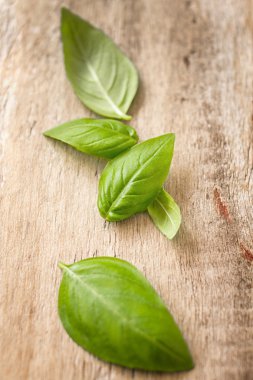 taze fesleğen yaprağı