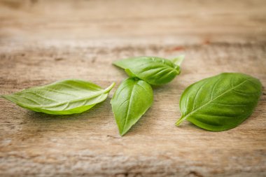 taze fesleğen yaprağı