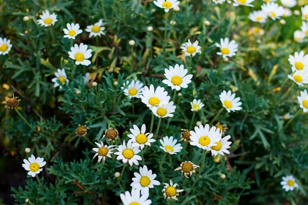 A kertben chamomiles — Stock Fotó