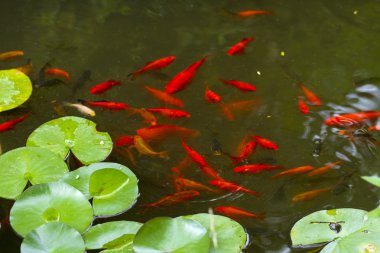 nilüferler ve koi balık