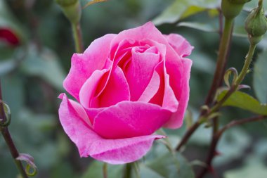  Bahçedeki Pembe Gül