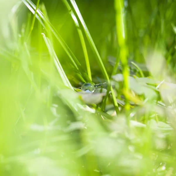 Gota de agua pequeña — Foto de Stock