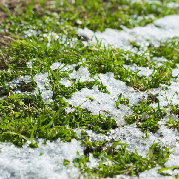 Grass with snow — Stock Photo, Image