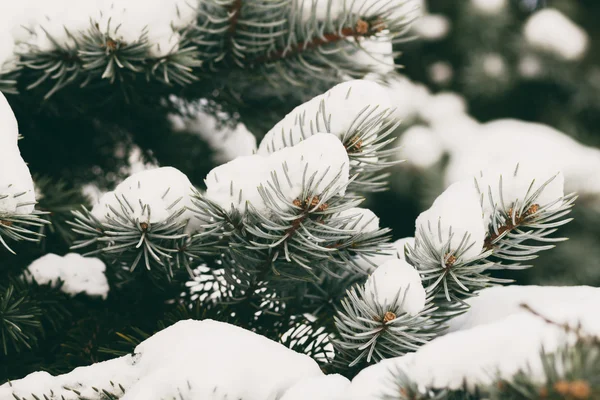 Evergreen spruce tree with snow — Stock Photo, Image