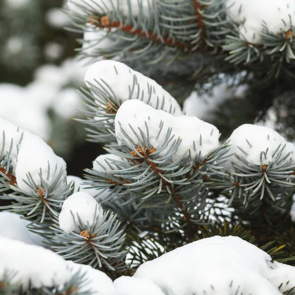 Evergreen spruce tree with snow — Stock Photo, Image