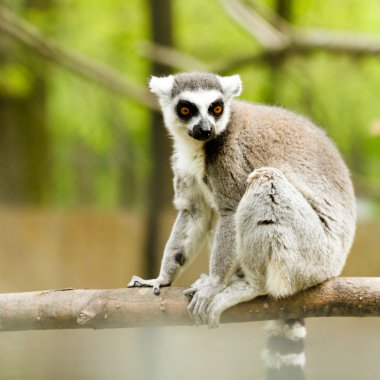 Lemur (lemur catta)