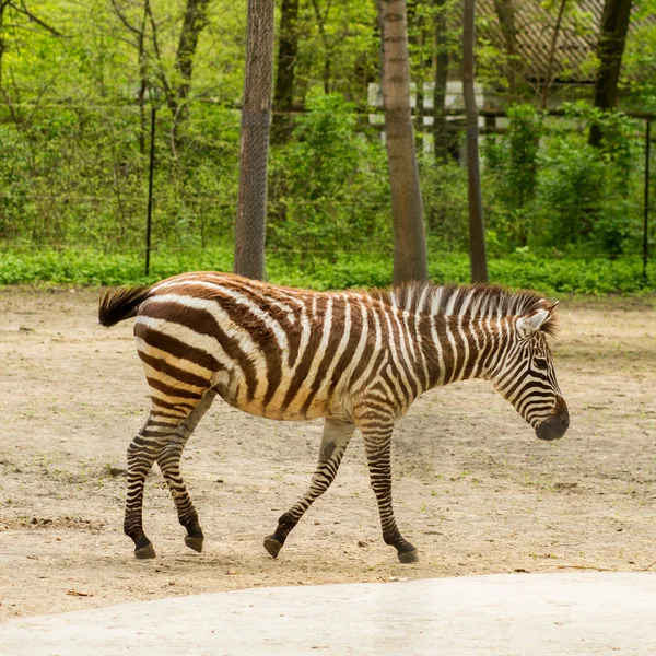 zebra