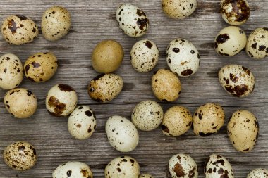 bıldırcın yumurtası