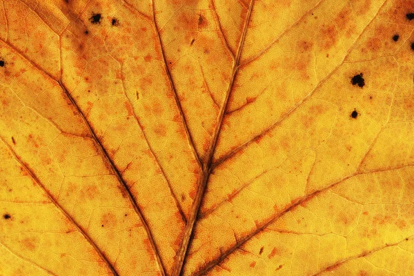 Žluté listy makro — Stock fotografie