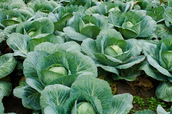 新鲜绿色白菜 — 图库照片