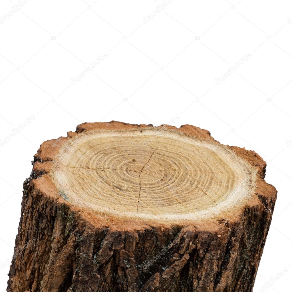 top of stump log