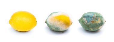 beyaz üzerine üç limon