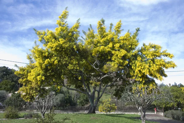 Mimoza duże drzewo rozkwiecone — Zdjęcie stockowe