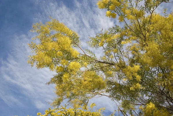 Mimosa csomó fa — Stock Fotó