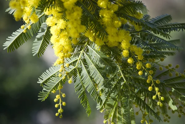 Mimosa csomó fa — Stock Fotó