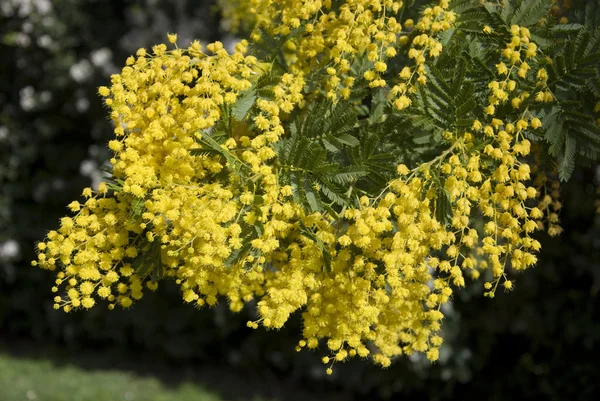 Mimosa csomó fa — Stock Fotó