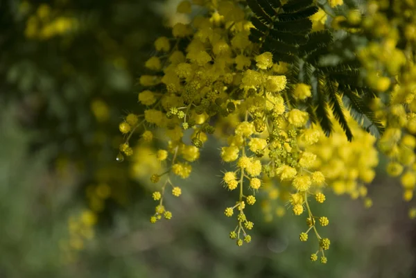 Mimoza grup ağaç üzerinde — Stok fotoğraf