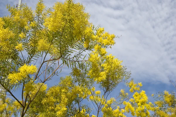 Mimoza grup ağaç üzerinde — Stok fotoğraf
