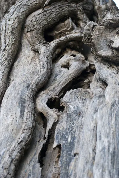 Curious shape in a trunk — Stock Photo, Image