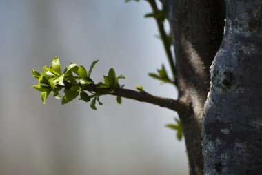 Yeşil bahar tomurcukları