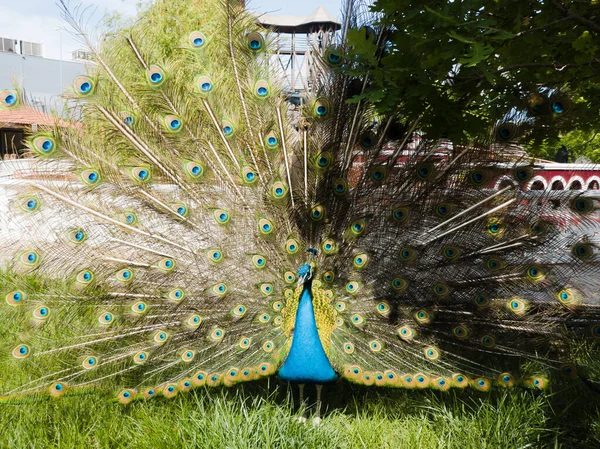 Pavão Pavo Cristatus Gramado Plumagem Multicolorida Brilhante Cauda Turquesa Exuberante — Fotografia de Stock