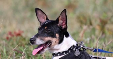 Oyuncak Tilki Terrier köpeğine yakın bir tasma, tasma ya da koşum takımı