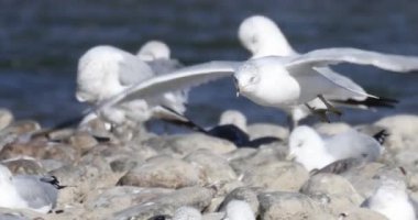Zarif beyaz bir martı kayalık bir sahile iner, kanatları açılır, doğal bir zemin karşısında çevikliğini gösterir..