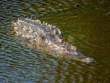 Vahşi bir timsah bulanık tropikal sularda süzülür, sivri sırt pullarını ve keskin gözlerini Huatulco, Oaxaca, Meksika 'da yüksek açılı bir vahşi yaşam çekiminde ortaya çıkarır..