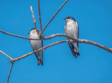 İki kırlangıç, açık bir gökyüzüne tüneyerek, Meksika 'nın Oaxaca kentindeki aydınlık öğleden sonra güneşinde huzurlu bir yaban hayatı anını yakalar..