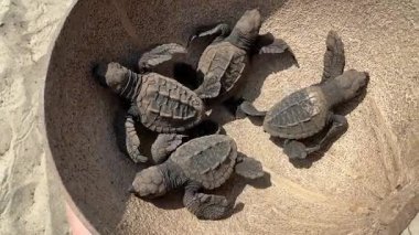 Santuario Playa Escobilla, Oaxaca, Meksika 'da Pasifik Okyanusu' na bırakılmadan önce dört küçük zeytinli deniz kaplumbağası yavrusu kurutulmuş hindistan cevizi kabuğunun içinde dinleniyor..