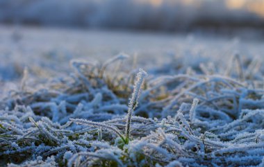 Karların altındaki çimenler