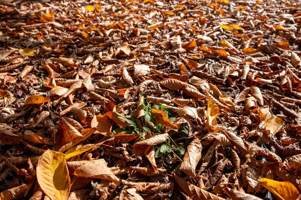 Jardim Cereja Com Cores Outono Lindas Folhas Coloridas Outono — Fotografia de Stock