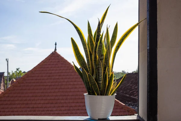 Eine Schöne Sansevieria Einem Weißen Blumentopf Auf Einer Balkonfensterbank Mit — Stockfoto