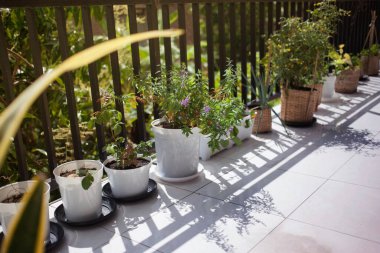 Balkondaki saksılar: çilek, pırasa, domates, lavanta. Teras saksısı sebze ve çiçek.