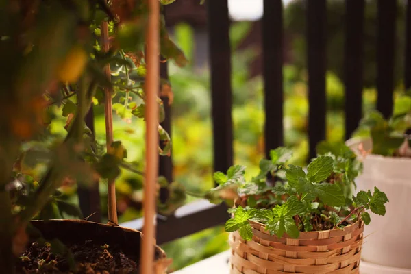 Minz Und Tomatenkirschsträucher Die Rattantöpfen Wachsen Gartenarbeit Sommer Topfgemüse Auf — Stockfoto