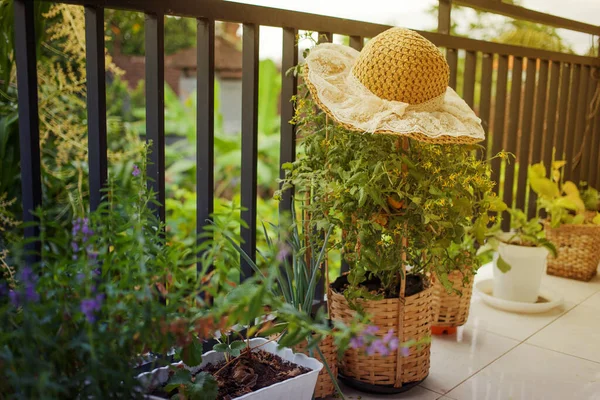 Beautiful Terrace Tomato Cherry Tree Lavender Bush Elegant Straw Hat — Stock Photo, Image