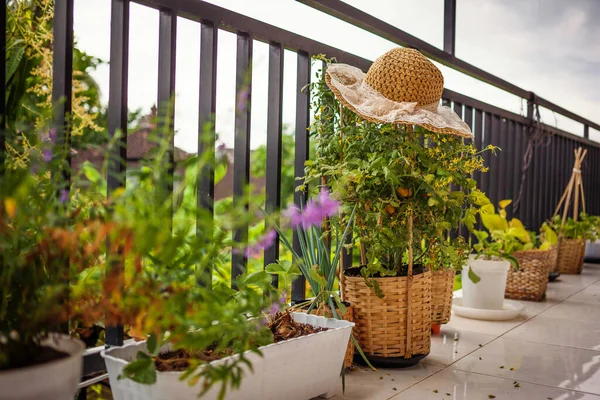 Ein Balkon Weit Weg Mit Tomatenkirsche Lavendel Lauch Sellerie Und — Stockfoto