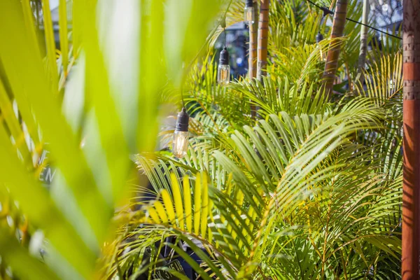 Verschwommenes Palmenblatt Und Girlanden Aus Glühbirnen Einem Tropischen Patio Garten — Stockfoto