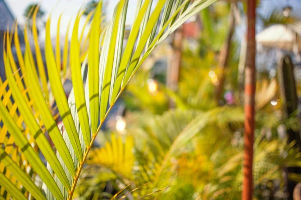 Una Palma Vicino Bellissimo Giardino Estate Tropicale — Foto Stock