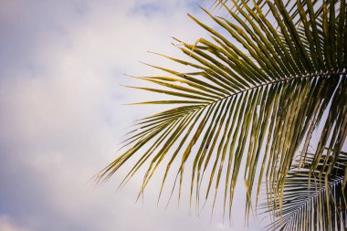 Mavi bulutlu gökyüzünün altında yeşil ve sarı bir palmiye yaprağı.