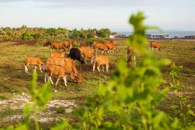 Bir sürü inek, kahverengi ve siyah ve buzağılar gün batımından önce yeşil alanda yürüyorlar. Yaz yeşili ve sığırlı kır manzarası.
