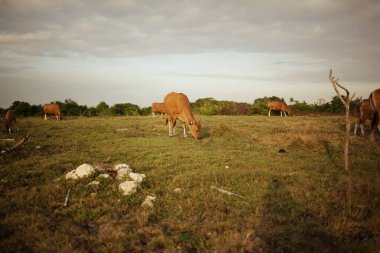 Yetişkin bir inek gün batımında ot çiğniyor.