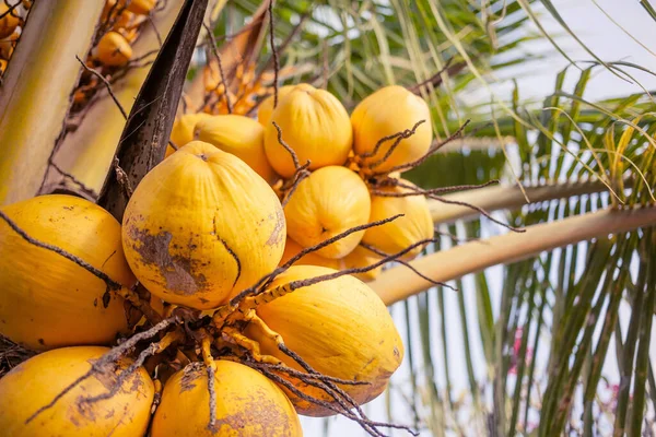 golden yellow ripe coconuts hanging from a palm tree