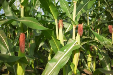 Close up in  natural colors: crops of maize on a plantation in countryside. Cornears and red brown husks in sunlight. Green food industry wallpaper for design.