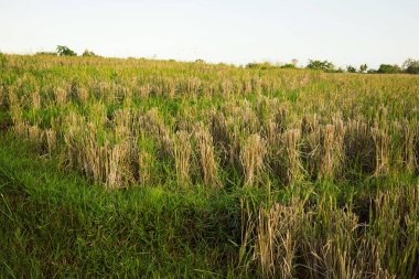 Dry bushes of paddy rice on a beautiful green terrace in soft evening light. Asian agriculture in countryside. Organic farming in fertile farmland in Asia.