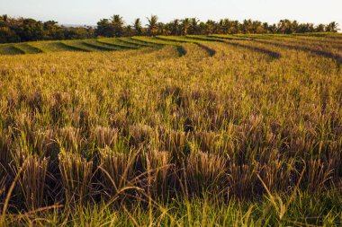 A background with dry paddy rice field with palm trees on background. Asian rice terrace in the countryside. Cultivation of organic eco paddy wheat in Bali, Indonesia.