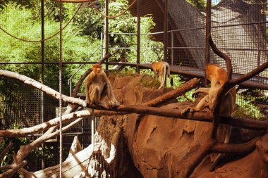 Kafesteki egzotik hortumlu maymunlar. Hayvan durumunda tropikal fauna.