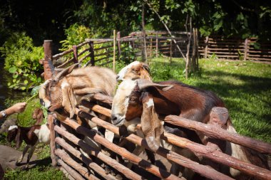 Çitin arkasındaki keçi Billy. Hayvan barınağındaki sevimli bir hayvanı besleyen isimsiz biri. Köyde güneşli bir manzara. Çiftlikte koyun ağılları.