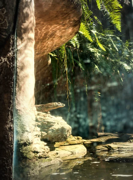 動物の場合は人工熱帯ジャングルの捕食者トカゲ — ストック写真