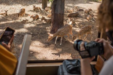 Safari otobüsünün cam penceresinin arkasında benekleri ve boynuzları olan güzel geyik. Turistler vahşi hayvanları filme alıyor.